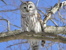 Owl6.jpg