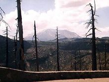ghost forest.jpg