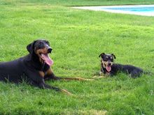 Toby and Charlie