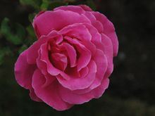 DSC_1073.JPG