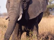 Elephant 1.jpg
