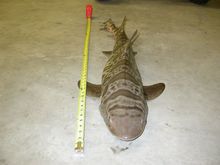 47 inchlepard shark.jpg