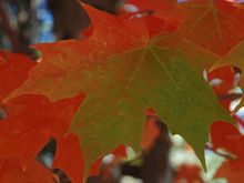 DSC_6061 071021 One leaf.JPG
