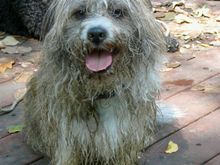 dirty dog 4.jpg