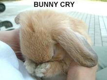 you-make-bunny-cry.jpg