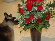 DSC_7691 080213 Zoro_Roses.JPG