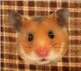 Hamsterheid.jpg
