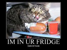 catfridge.jpg