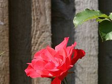 IMG_4232.JPG