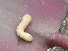 Yard 2008 foreign slug 001.jpg