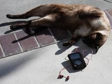 IMG_0471 090108 Zoro iPod.jpg