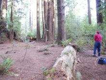 My pull on hole 1.  Putting.  2nd tee is large dead stump on