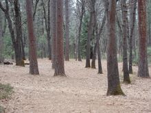 Close up of hole 5, if you do not have a big right handed hy
