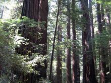 06 redwoods.jpg