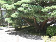 IMG_1219 (Large).JPG