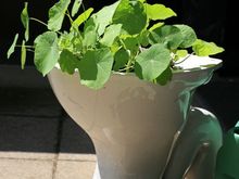 IMG_9561.JPG