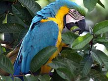 Costa Rica 2009 134.jpg