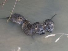 Rat musque, ondatra.jpg