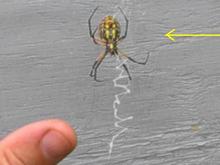 Phobia 9c.jpg