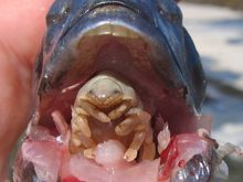 fishparasite