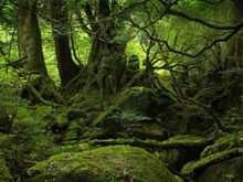 mossy