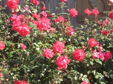 roses2