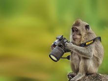 animals with camera helping photographers 18  880