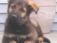 germanshep_vonhena5.jpg