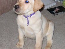 maggie.jpg