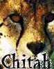 chitah.jpg