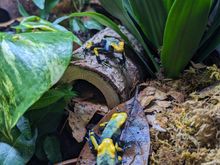 These guys are José, Julia and Adriana my Dendrobates Tinctorius 'tumucumaque' dart frogs. 