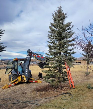 ^12-19-2021.  The larger tree was pulled back up.  The elk chewed one I caged today is in the background.