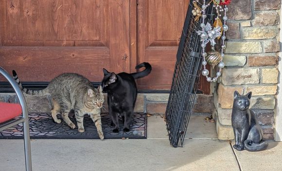 ^12-23-2023. Maury and Atticus.



