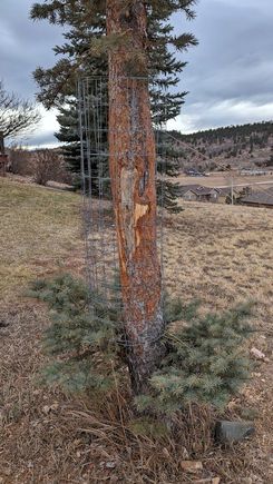 ^12-26-2023.  Caged elk chewed trunk.