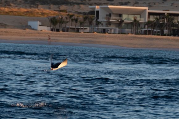 Just saw one of these flying Mantas.  Only got one click off at him.