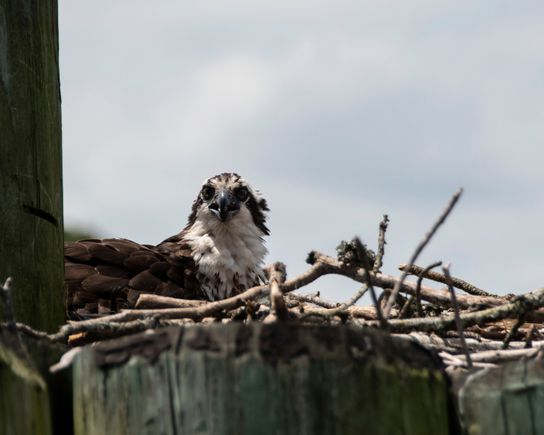 I believe this is the young osprey in the nest waiting for food.
