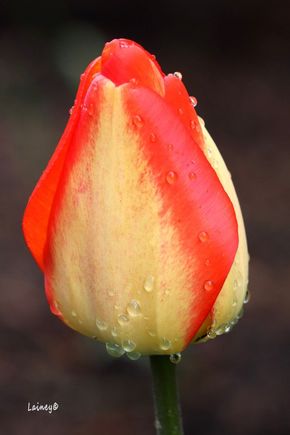 After the rain