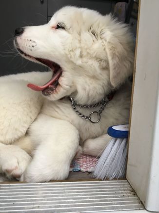 Here's a little dose of puppy. She's so...fluffy! :heart: