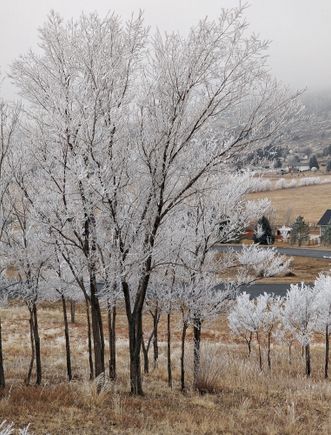 Feb. 9, 2018 rime ice in Loveland, CO.
