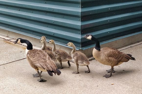 How cool is this?  Canada goose family at the Thrifty rental car return at Newark airport.  Hiddy parents.  
