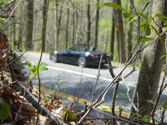 Through sticks.JPG