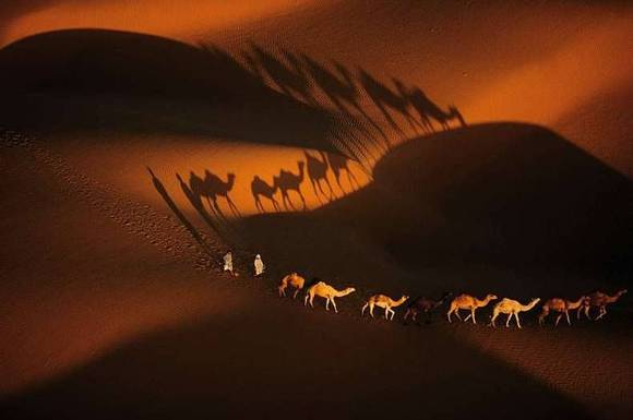 camel.jpg