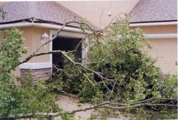 S vs Tree 2.jpg