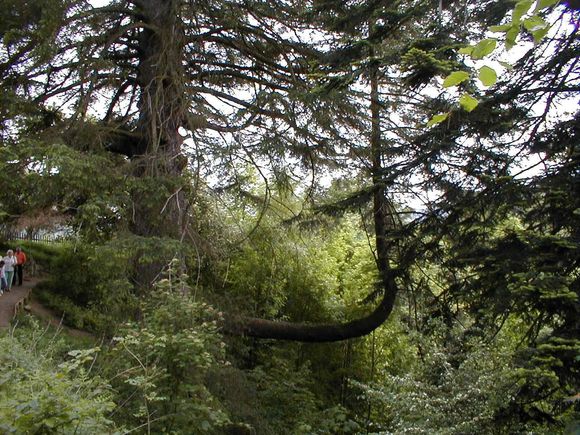 weird tree