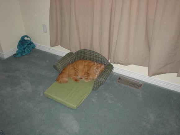 Cat Sofa Bed