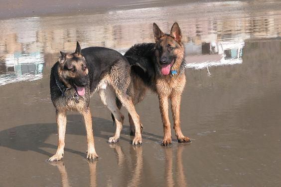 11-26-04 Vector and Rogue beach