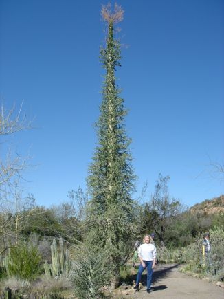 DebByBoojumTree