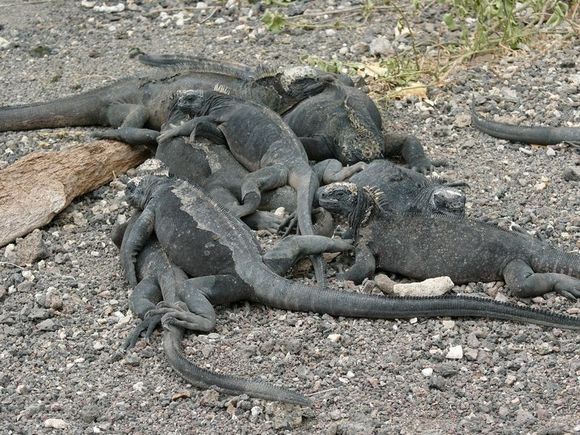 Iguana Amigos.jpg