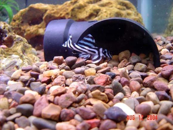 Zebra pleco