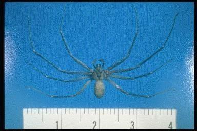 Brown Recluse4.jpg